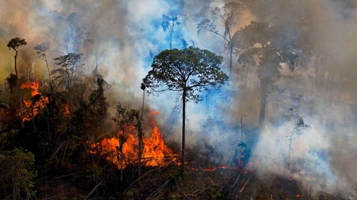 Cảnh báo rừng Amazon gần đến giới hạn chịu đựng